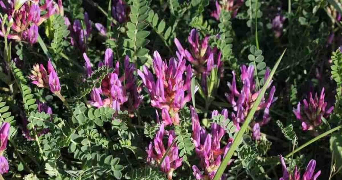 Astragalus para qué sirve esta hierba medicinal china