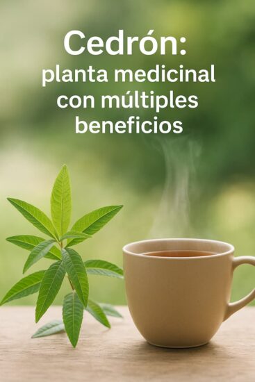 13 beneficios del cedrón: una planta medicinal con muchas propiedades